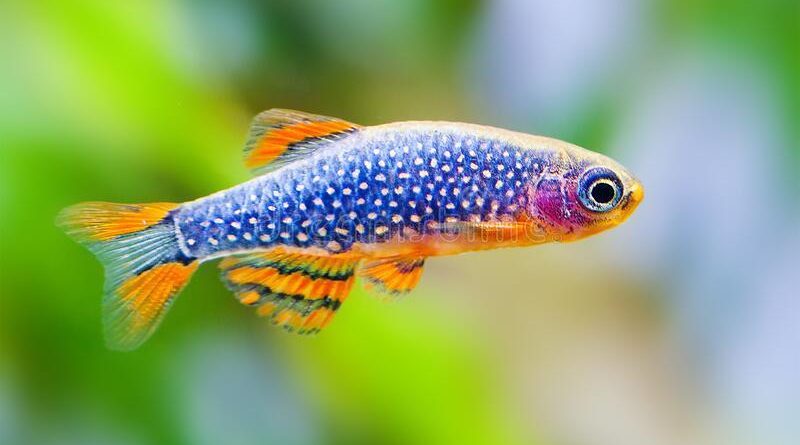 Cá Trâm Galaxy - Vi Sinh Cá Cảnh Aquarium Care