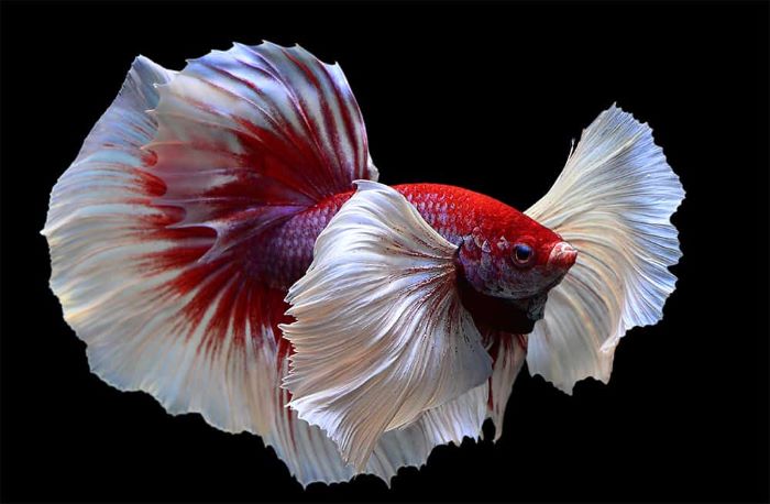 Hướng dẫn các cách làm tăng tuổi thọ cá Betta