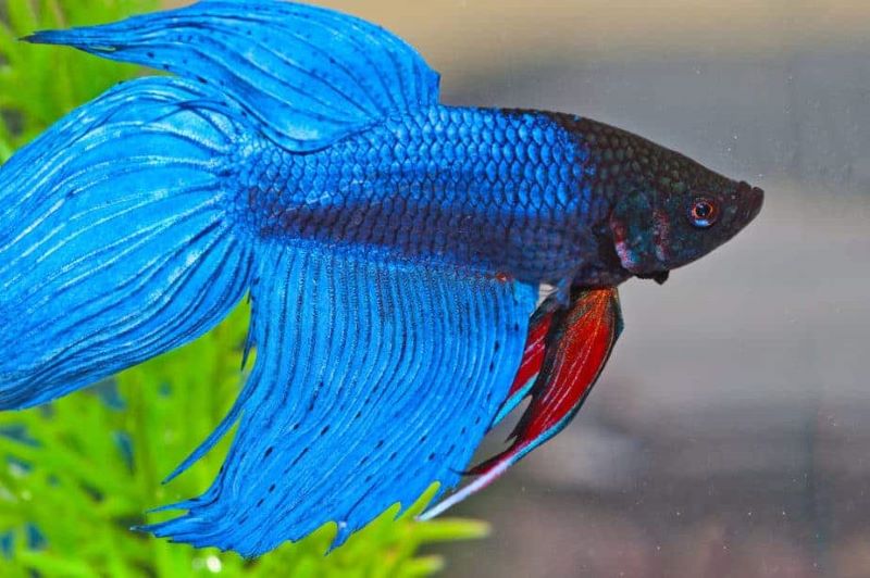 Hướng dẫn các cách làm tăng tuổi thọ cá Betta