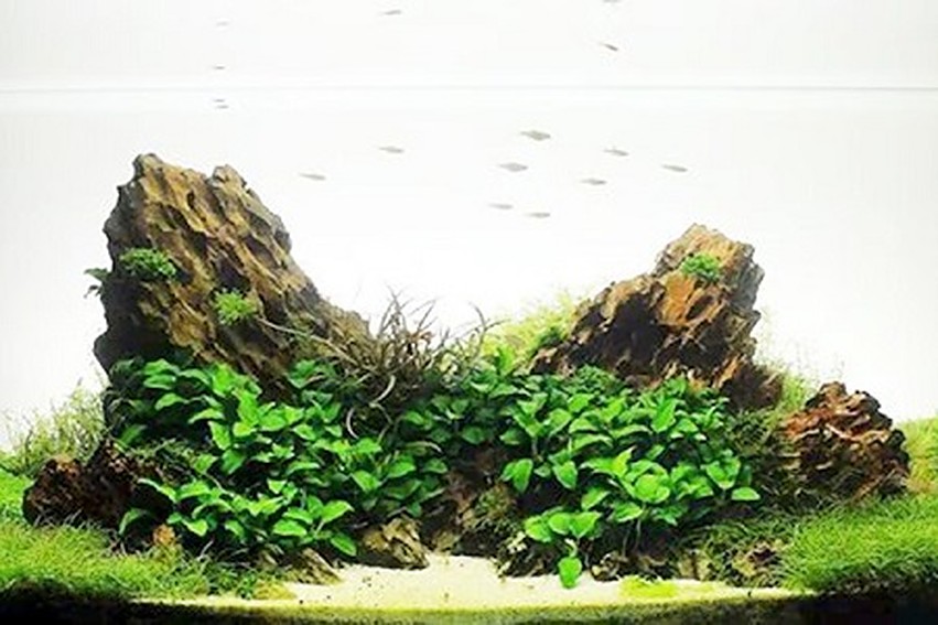 Mách bạn cách xử lý đá Tiger cho bể cá thủy sinh - Trang Trí Đá