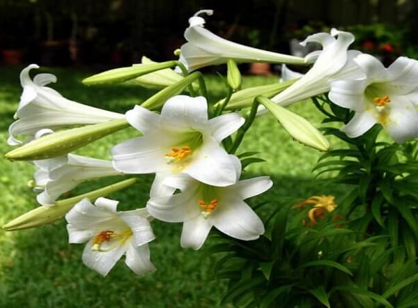 Hoa loa kèn là loài hoa lưỡng tính có thân thẳng đứng, màu xanh, mềm như nhung và là loại cây thân thảo.