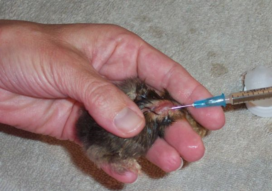 Cách Tiêm Vắc Xin Cho Gà Đúng Cách