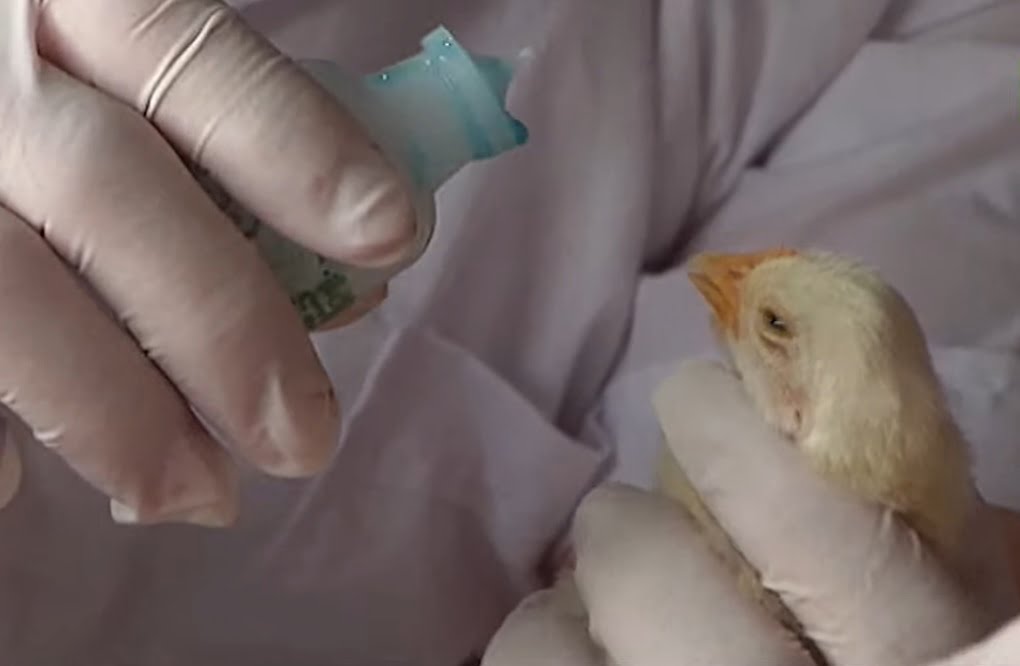 Hướng dẫn cách tiêm vacxin cho gà - Niên Giám Nông Nghiệp