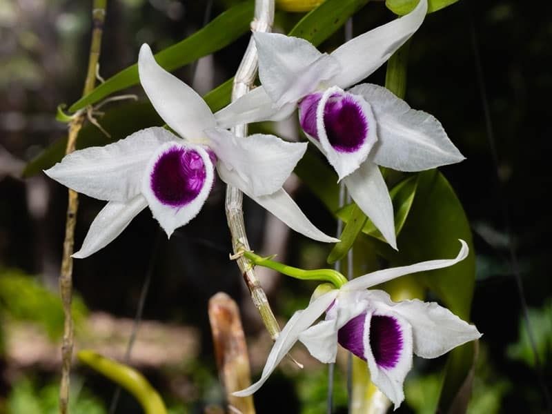 Ý Nghĩa Hoa Lan Phi Điệp - Biểu tượng của sự cao quý, giàu có