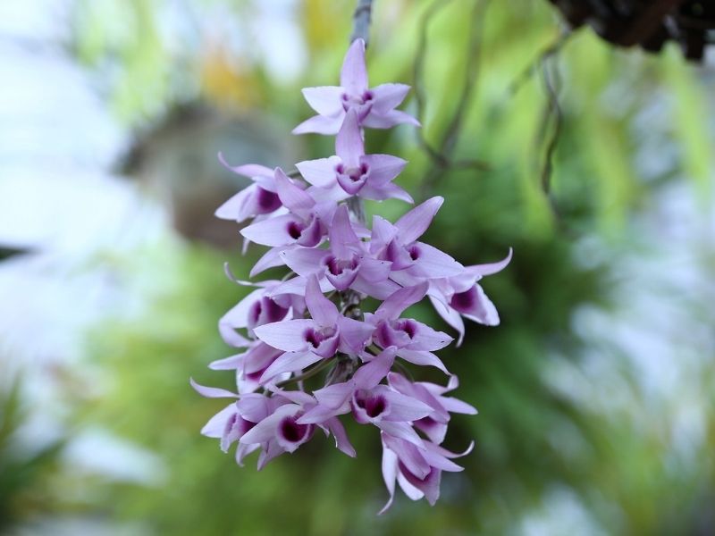 Ý Nghĩa Hoa Lan Phi Điệp - Biểu tượng của sự cao quý, giàu có