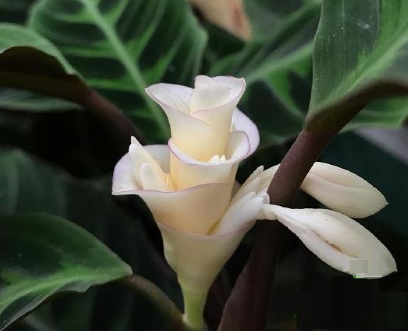 Cây Đuôi Phụng - Ý Nghĩa Phong Thủy Không Thể Bỏ Qua