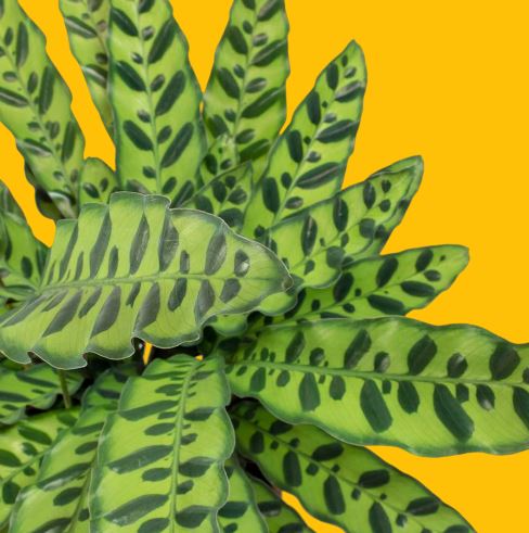 Cây Đuôi Phụng - Ý Nghĩa Phong Thủy Không Thể Bỏ Qua