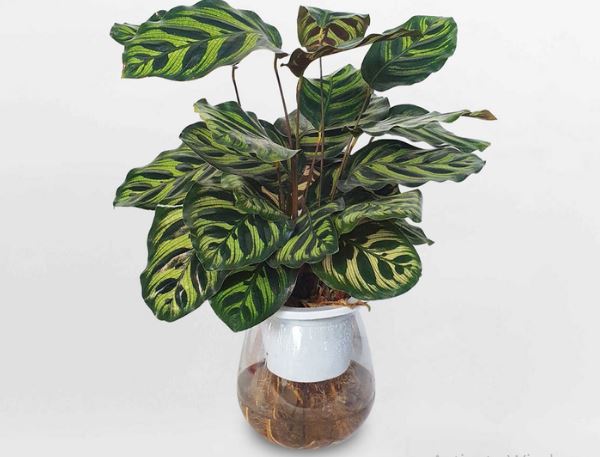 Cây Đuôi Phụng - Ý Nghĩa Phong Thủy Không Thể Bỏ Qua