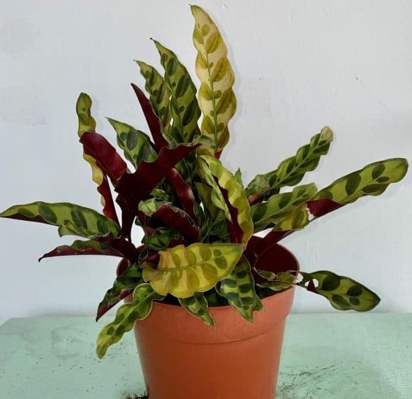 Cây Đuôi Phụng - Ý Nghĩa Phong Thủy Không Thể Bỏ Qua