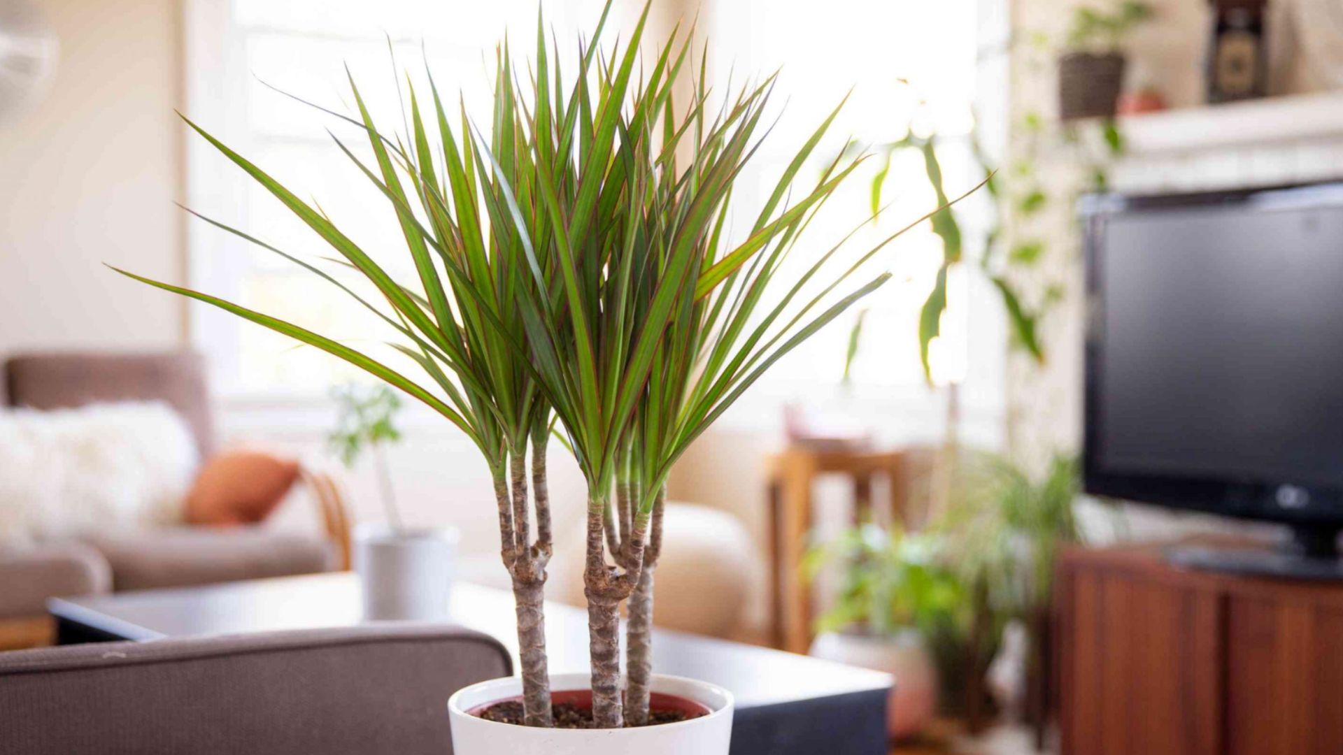 Cây Phất Dụ - Biểu Tượng May Mắn Và Thành Công