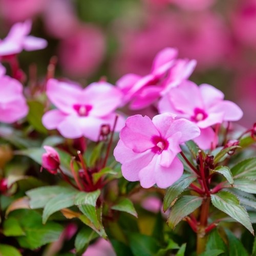 Hoa ngọc thảo đa dạng màu sắc và hình thái