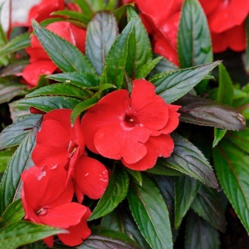 Hoa ngọc thảo - Ý nghĩa, cách trồng và chăm sóc đơn giản