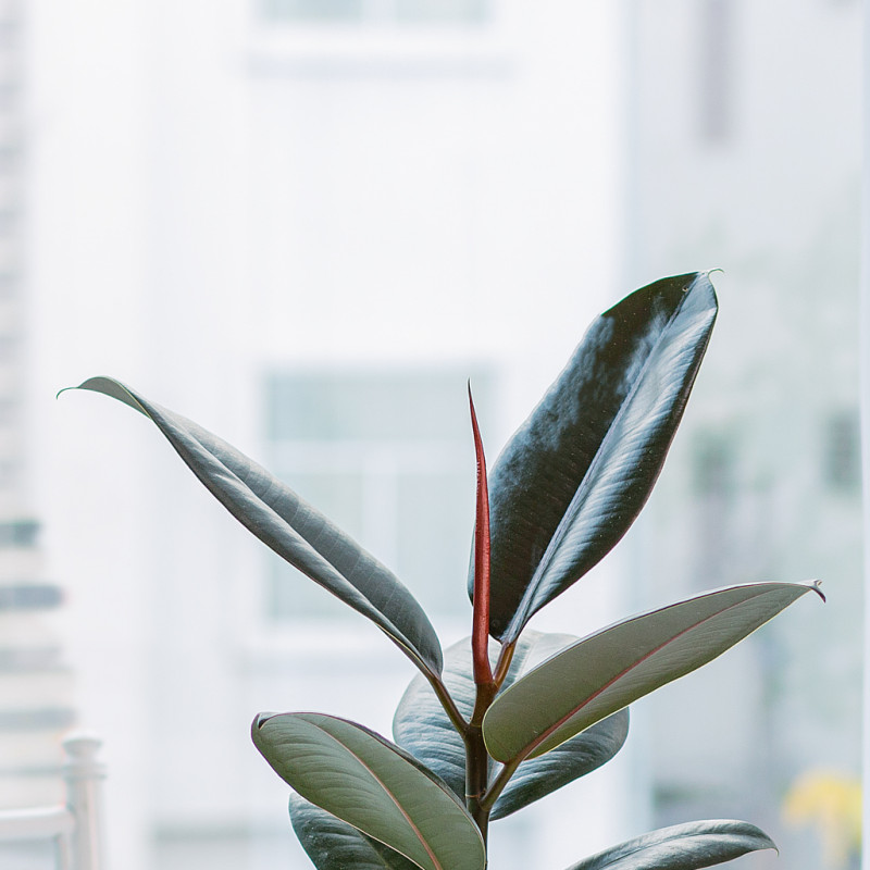 Chi tiết mặt lá cây đa đại phúc