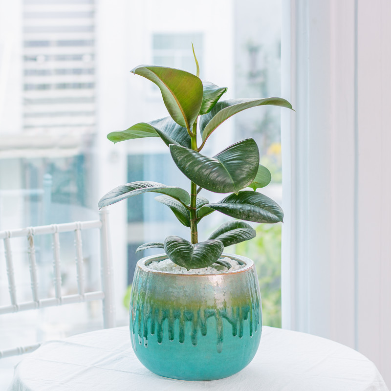 Cây đa đại phúc trang trí không gian hiện đại