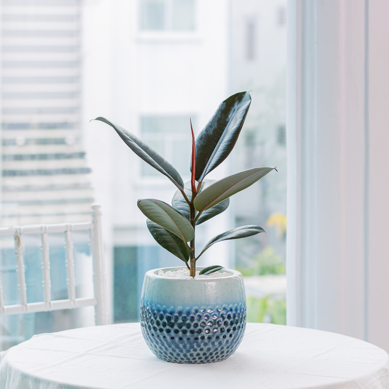 Chăm sóc cây đa đại phúc đúng cách