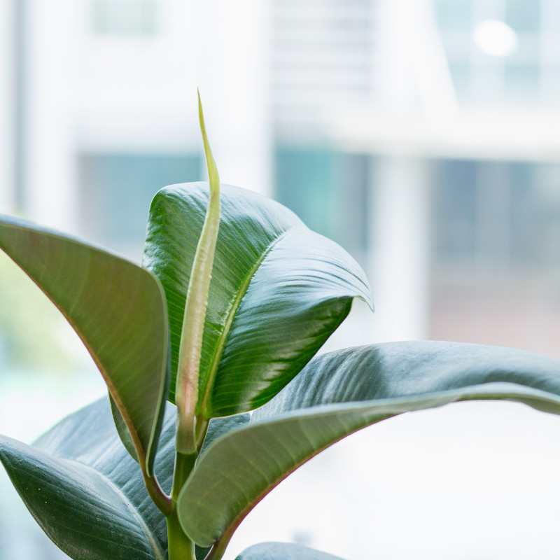 Cây đa đại phúc với vẻ đẹp cẩm thạch độc đáo